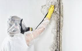 Best Environmental Consulting for Mold Prevention  in Waynesville, OH